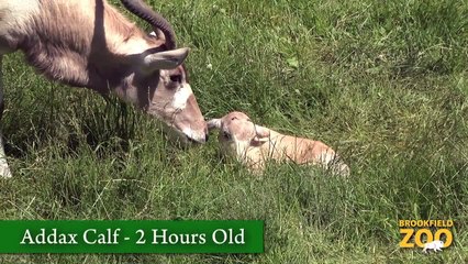 Addax Calf Born at Brookfield Zoo!