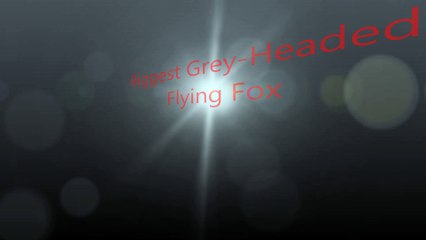 Biggest Grey-Headed  Flying Fox