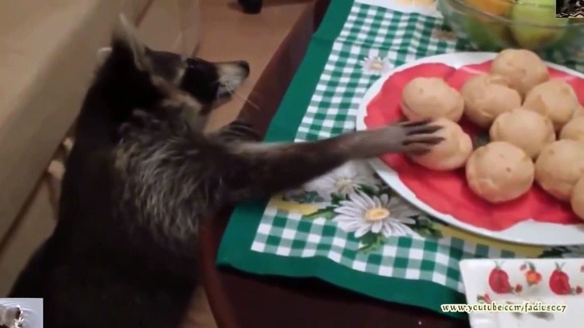 Наши друзья животные