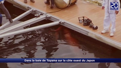 Un calmar géant dans un port au Japon