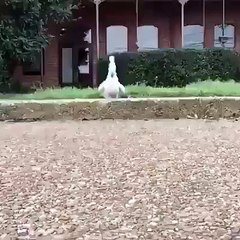 Crazy Parrot Lovers ....