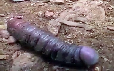 Check this insect-Miracal video-Top Funny Videos-Top Prank Videos-Top Vines Videos-Viral Video-Funny Fails