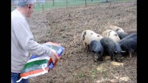Pigs Being Pigs