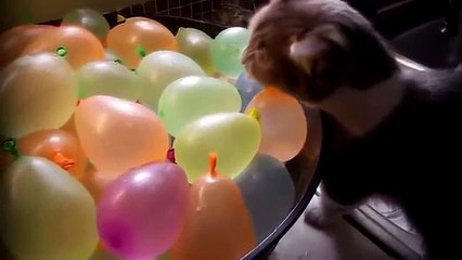 ЛУЧШИЕ ПРИКОЛЫ С ЖИВОТНЫМИ 2014! Прикольные животные! СМЕШНЫЕ КОТЫ