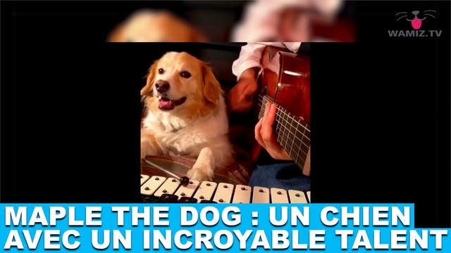 Maple the dog : Un chien avec avec un incroyable talent ! À découvrir maintenant dans la minute chien #84