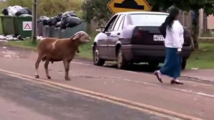 Une chèvre très agressive attaque des passants.
