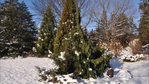 About Norway Spruce Trees being Destroyed To Replant