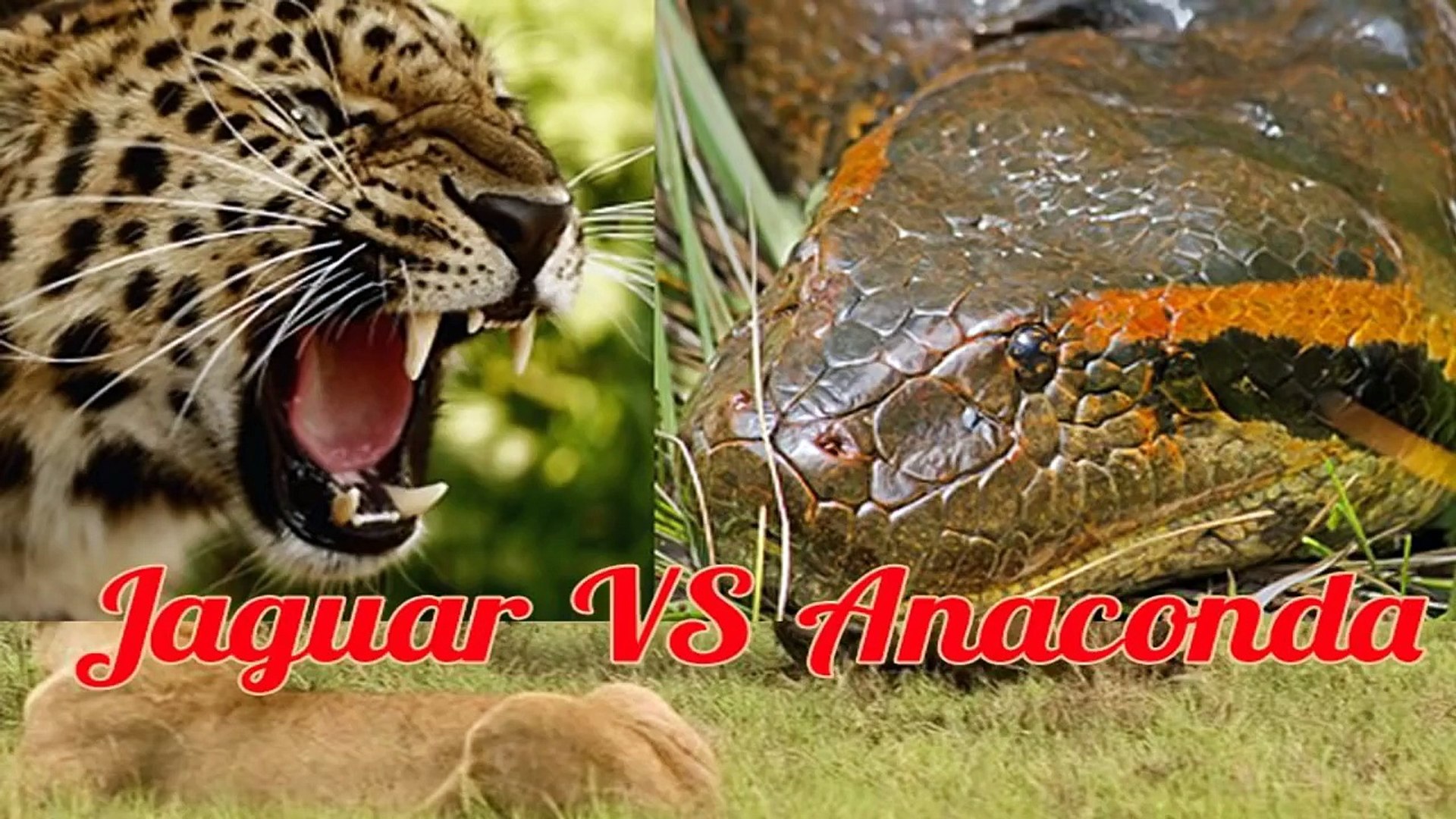 JAGUAR vs ANACONDA (No Mercy Fight) Animal vs Animal [HD] - Dailymotion  Video