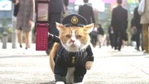 ふてニャン、愛くるしい警官姿の立ち歩き披露　ソフトバンク・ワイモバイル新CM「ネコのおまわりさん」篇