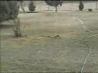Rabbit Scares the Snake