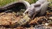 EPIC ANIMAL FIGHT Snake EATS Crocodile in Battle at Australian Lake. CRAZY IMAGES