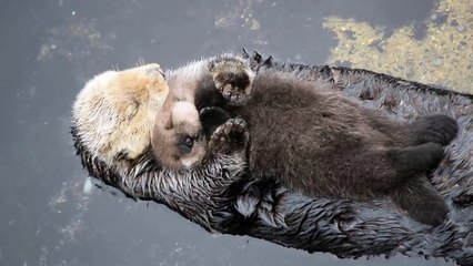Une maman loutre câline son bébé sur son ventre