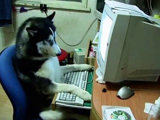 Adorable & Hilarious Animal Moments You Can't Miss 🐾