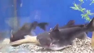 fish eat other fish get bigger