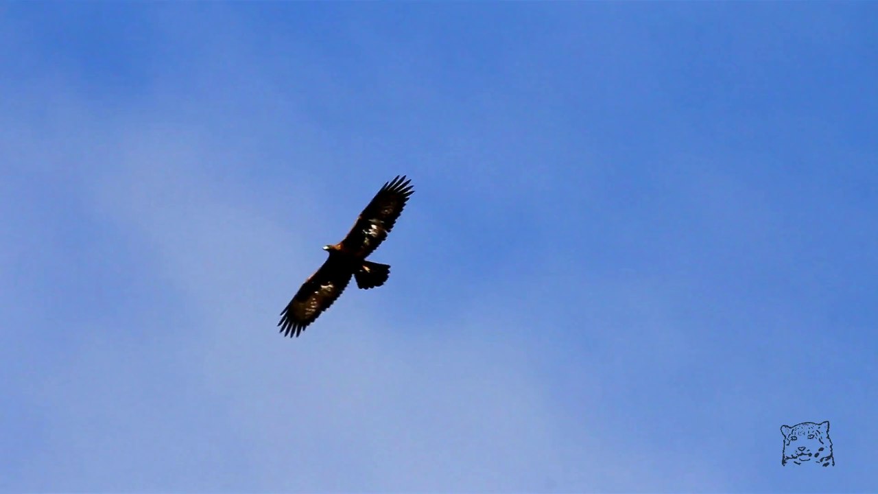 Aigles dans la bise