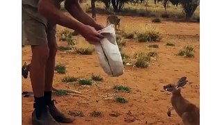 Cutest HUG Ever by a Kangaroo - Must Watch This Cute Baby Kangaroo