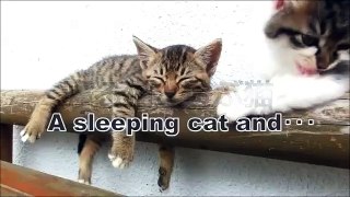 Cat Tries Waking Up Sleeping kitten..!!