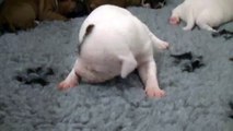 13ème vidéo Chiot n°3 Mâle de la 23ème portée de STAFFORDLAND