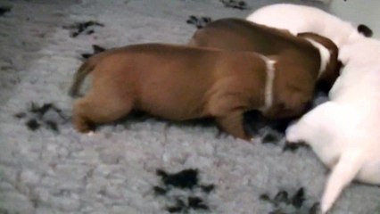 15ème vidéo Chiot n°4 Femelle de la 23ème portée de STAFFORDLAND