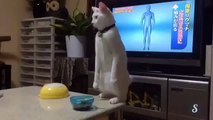 Strange Cat walk backwards - Funny Cat - Crazy Cat - Weird Cat - Funny Kitten