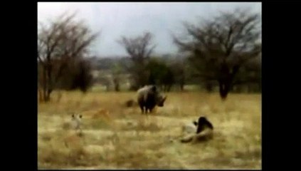 Amazing Video: Lion vs Rhino Fight to Death