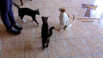 Funny cats and dogs begging for food Cute animal compilation