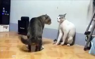 OMG ! Funny Cat Fighting Video Gone Viral-Top Funny Videos-Top Prank Videos-Top Vines Videos-Viral Video-Funny Fails