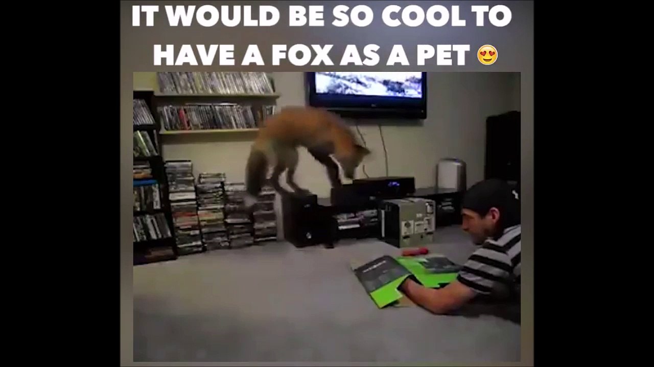 Avoir un renard comme animal de compagnie c'est top!