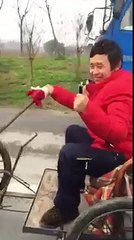 Un chien tire un chariot grâce à une poule