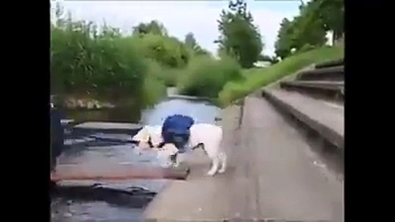 Monkey Crossing River with Partner Dog