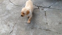 Labrador first day home