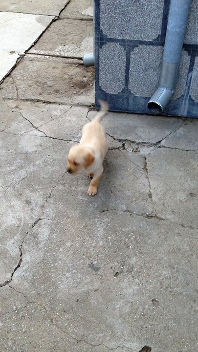 Labrador first day home