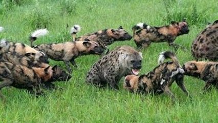 [Nat Geo Wild HD] Predators: Wild Dogs HD (Nature Documentary)