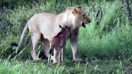 الله كى قدرت دیکھئے کہ ایک شیر مارنے پر لگا ہے اور ایک بچانے پر. سبحان الله!