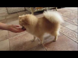 Померанский шпиц / Как я мою свою собачку?