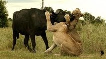 3 Lions kill a Buffalo and calf