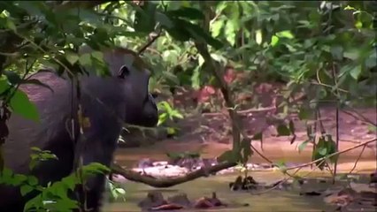 Documentaire les gorilles du congo