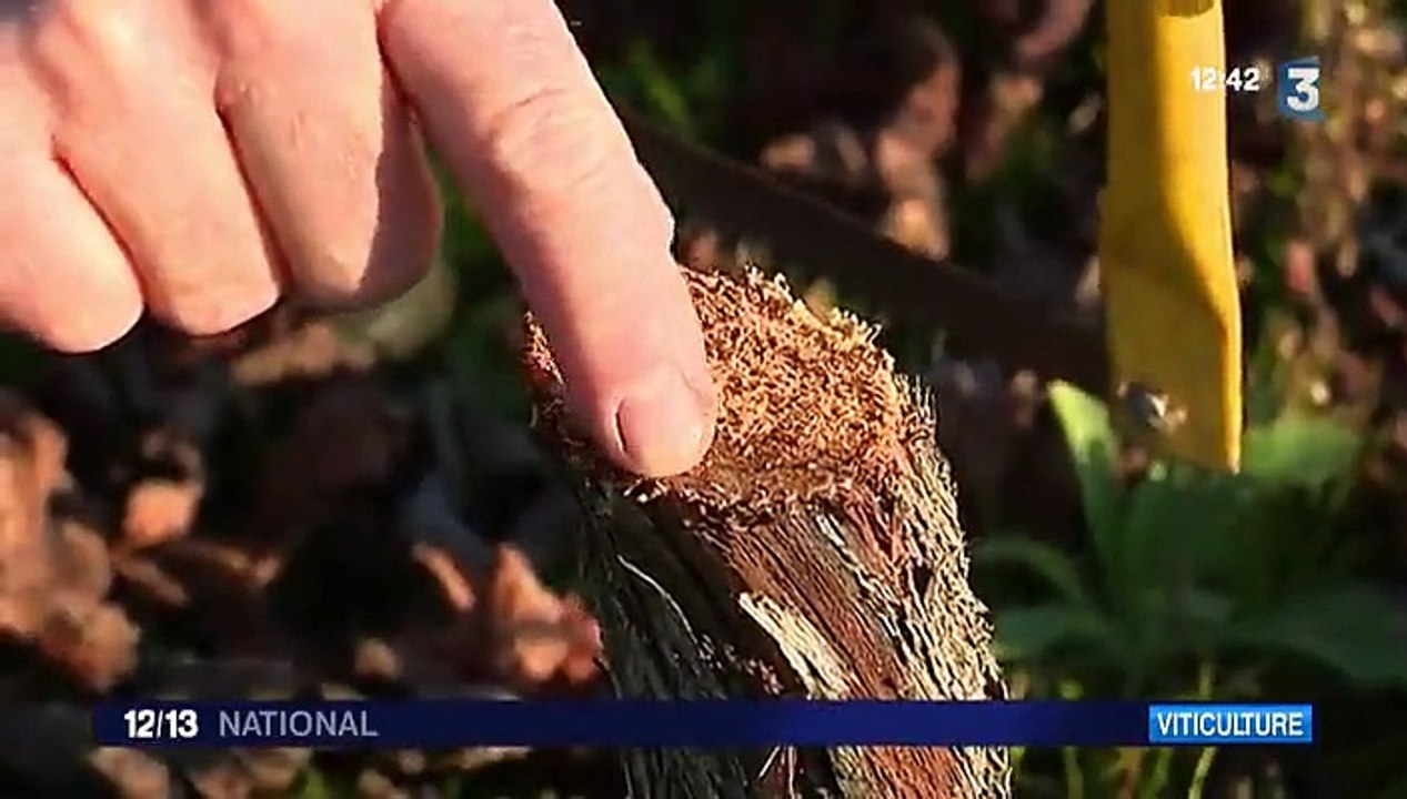 Viticulture : la maladie de l'esca tue les vignes