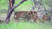 Baby lion Attacked by an Angry Lioness