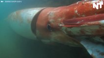 Rare Footage Of Giant Squid Filmed In Japan