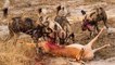 Wild Dogs Kill and Eat Impala Quickly