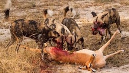 Wild Dogs Kill and Eat Impala Quickly