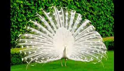 Amazing White Peacock Dance