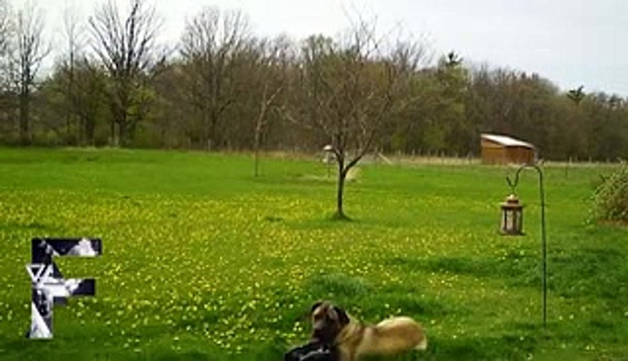 Animals Can Be Jerks - Supercut Competition