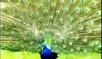 Beautiful Peacock Dance   Amazing White Peacock Showing off his Feathers - YouTube