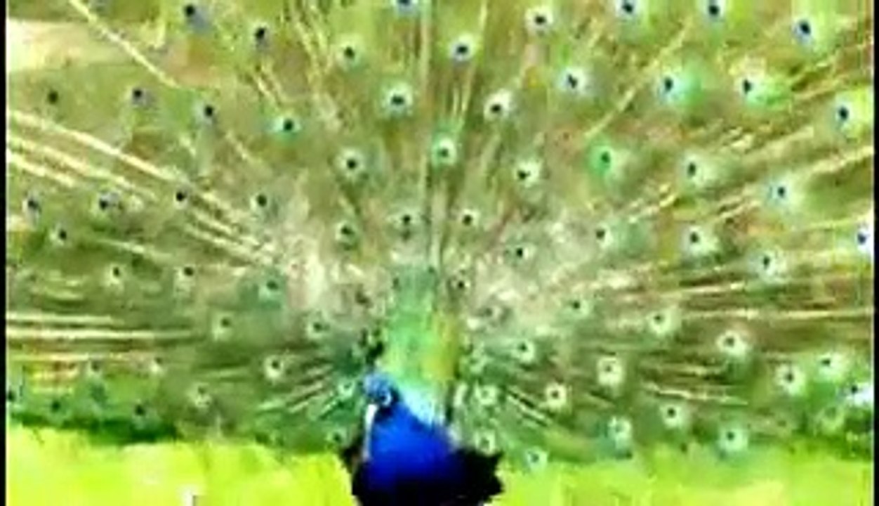 Beautiful Peacock Dance   Amazing White Peacock Showing off his Feathers - YouTube
