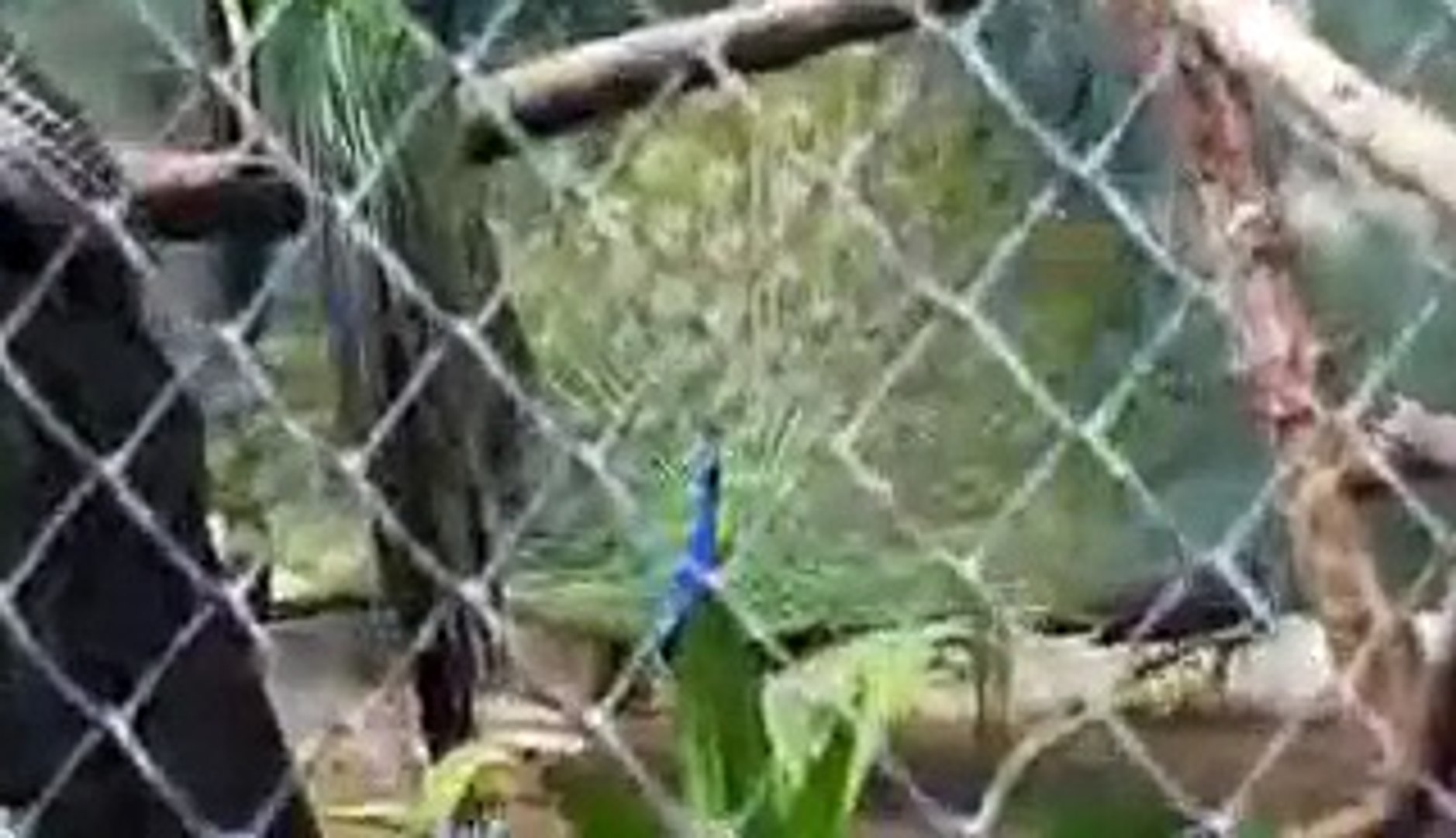 Beautiful Peacock dance in rain