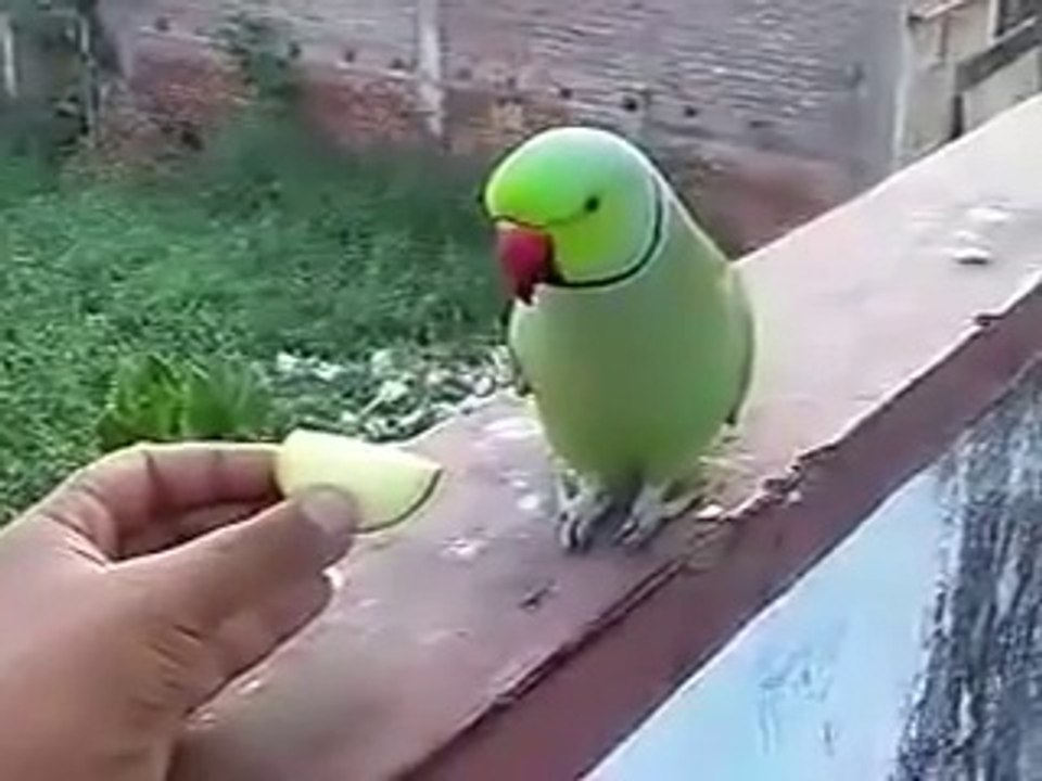 Beautiful Talking Parrot