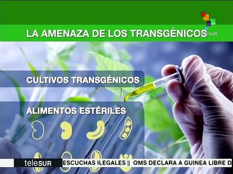 Ley de Semilla protegerá a Venezuela de los cultivos transgénicos