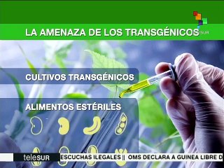Ley de Semilla protegerá a Venezuela de los cultivos transgénicos